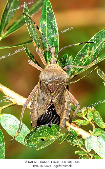 Pentatomidae, family of insects belonging to order Hemiptera including some of the stink bugs and shield bugs, Madidi National Park in the upper Amazon river...