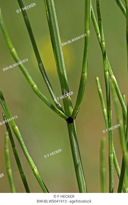 marsh horsetail Equisetum palustre, sprout with ramifications and sheath