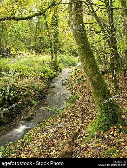 The stream in Long Wood in autumn in the Mendip Hills Area of Outstanding Natural Beauty near Cheddar, Somerset, England