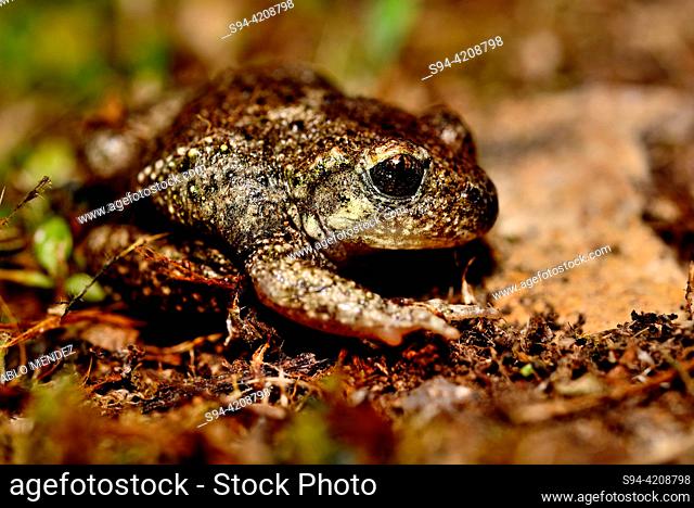 Midwife toad (Alytes obstetricans) close to Monforte de Lemos, Lugo, Spain
