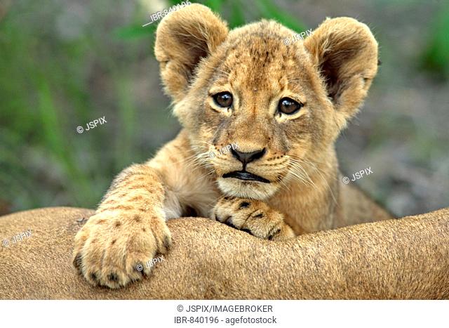 Lion (Panther leo), cub, portrait, Sabi Sand Game Reserve, South Africa