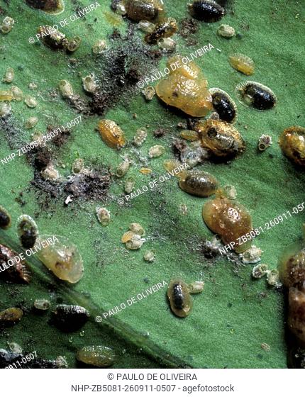 Scale insects on leaf. Scales are limpet-like insects that feed by sucking sap from a wide range of plants, including houseplants
