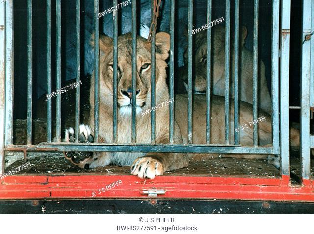 lion Panthera leo, circus animal looking through the bars of its cage wagon: In Germany hundreds of wild animals are kept although a species-appropriate keeping...