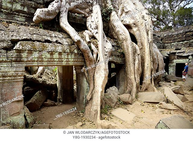 Angkor Temples Complex - tree growing out of the ruins of the the Ta Prohm Temple, Angkor, Siem Reap Province, Cambodia, Asia, UNESCO