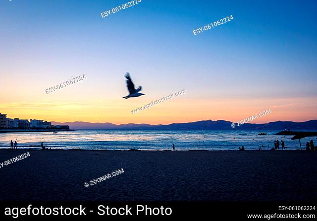 Seagull flying at Sunset or blue hour in quiet beach of l'Escala, Costa Brava, Spain. Mediterranean Sea