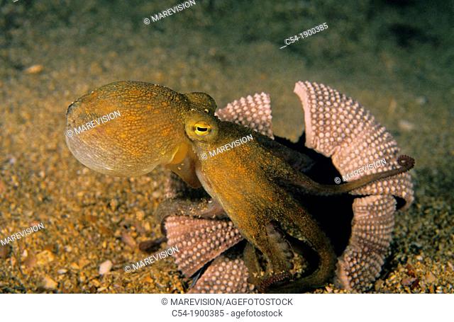 Protecting Octopus in a dead sea urchin  Octopus Octopus vulgaris  Eastern Atlantic  Galicia  Spain