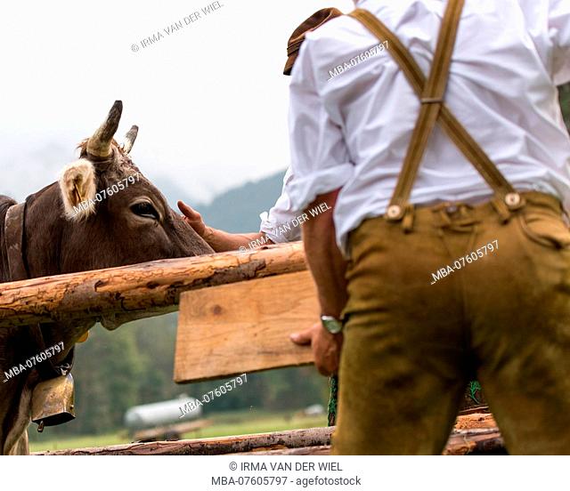 Viehscheid' after Almabtrieb (ceremonial driving down of cattle from the mountain pastures into the valley in autumn) in late summer in Bavaria