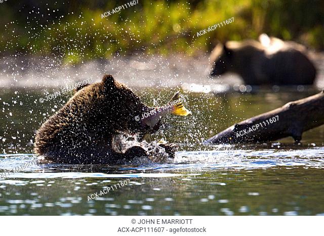 Grizzly bear, British Columbia, Canada