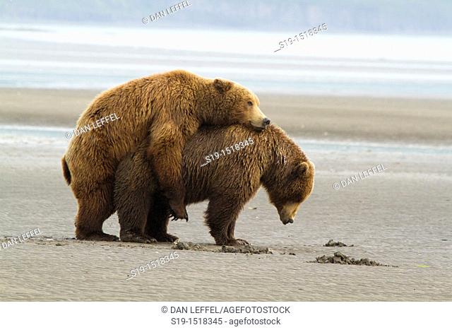 Copulating Grizzly Bears, Katmai National Park, Alaska, USA