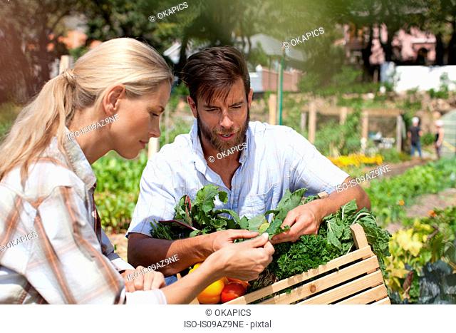 Mature couple in garden, inspecting freshly picked vegetables