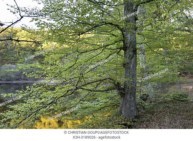 site du ""Petit Etang Neuf"", commune of Poigny-la-Foret, foret de Rambouillet, parc naturel regional de la haute vallee de Chevreuse, departement des Yvelines