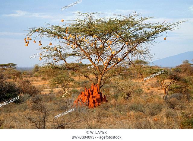 Umbrella Thorn Acacia, Umbrella Acacia (Acacia tortilis), landscape in Samburu with camel thorn, Kenya