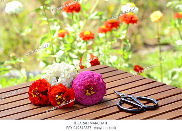Small bunch of cut zinnia flowers with scissors on a wooden table by a flower bed full of zinnias