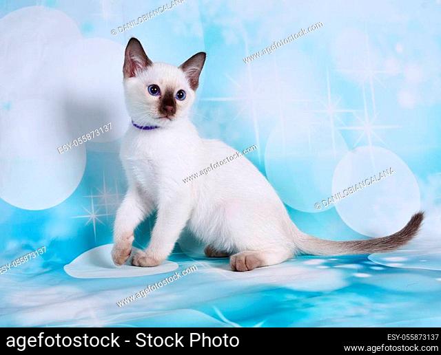 Long hair burmese cat Stock Photos and Images | agefotostock