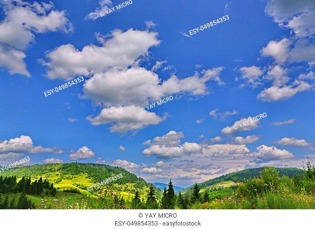 Wildflowers and the tops of mountains against a blue sky with white clouds