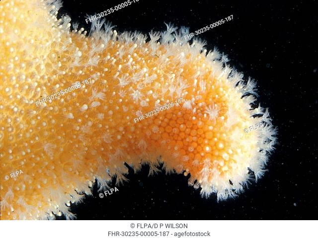 Coral - Dead Men's Fingers Alcyonium digitatum Yellow variety S