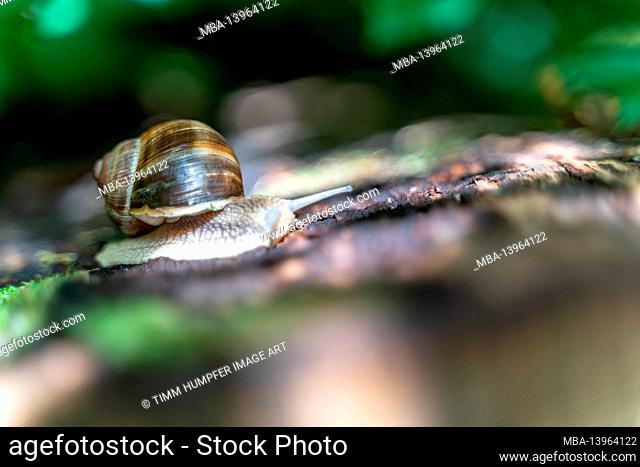 Europe, Germany, Baden-Wuerttemberg, Schönbuch Region, Schönbuch Nature Park, Roman snail on a tree trunk
