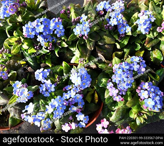 28 February 2022, Saxony, Wurzen: Flowers of forget-me-nots shine in the sunshine in the large plastic tent of the nursery and plant market Grünert GBR