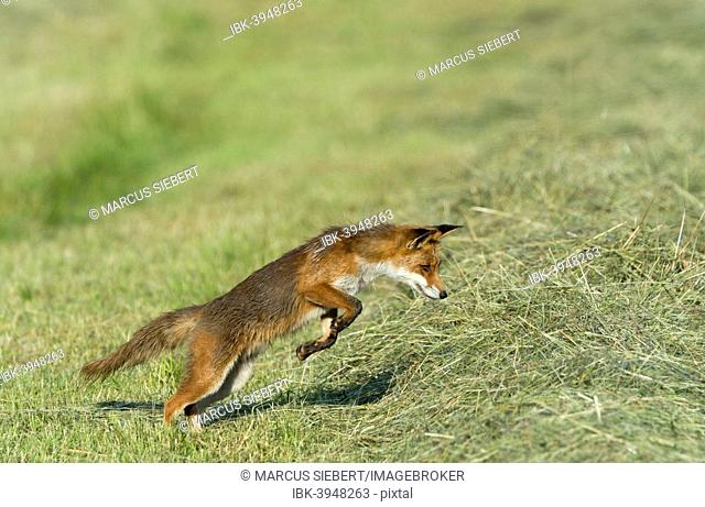Red fox (Vulpes vulpes), mousing jump, North Hesse, Hesse, Germany