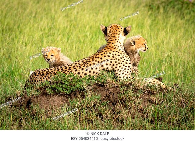 Cubs sit with mother on termite mound