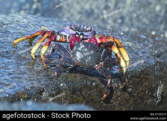 Red rock crab (Grapsus adscensionis), Tenerife, Spain, Europe