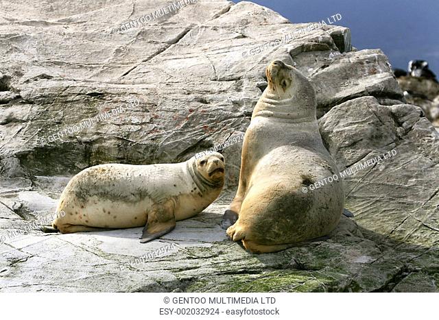 South American fur seal Arctocephalus australis