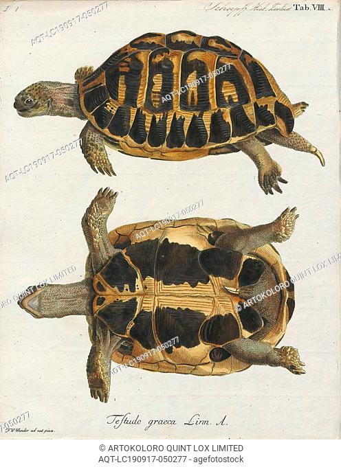 Testudo graeca, Print, The Greek tortoise (Testudo graeca), also known commonly as the spur-thighed tortoise, is a species of tortoise in the family...