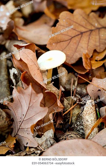 Mushrooms, mushrooms in the forest are common in autumn