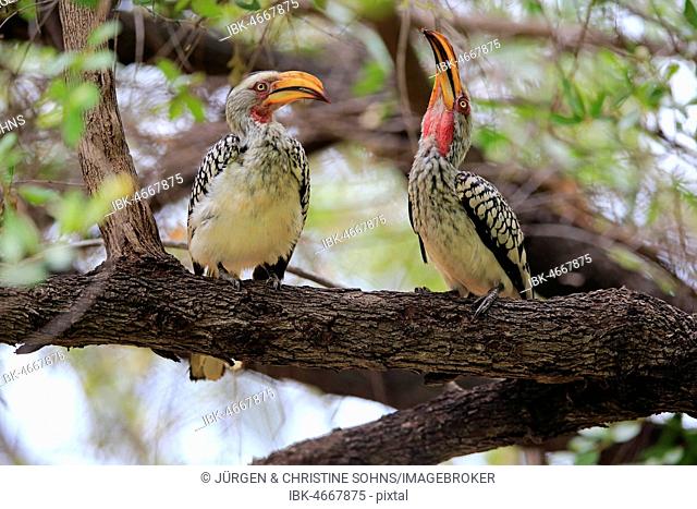 Southern Yellow-billed Hornbill (Tockus leucomelas), adult pair courtsitting in tree, courtship feeding, Kruger National Park, South Africa