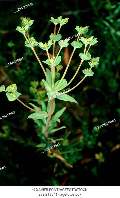 False Caper (Euphorbia terracina)