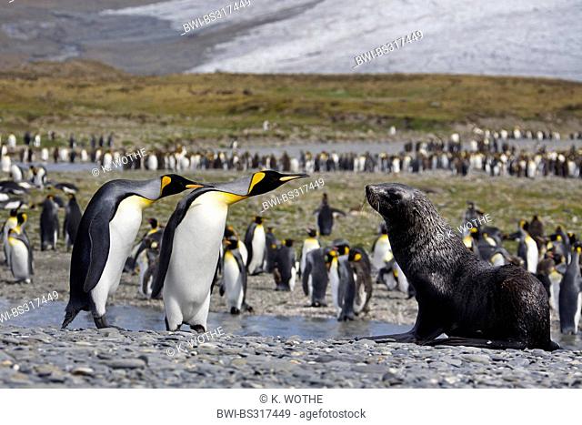 Antarctic fur seal (Arctocephalus gazella), Antarctic Fur Seals and threatening King Penguins, Suedgeorgien, St. Andrews Bay