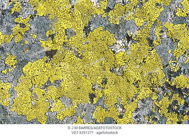 Map lichen (Rhizocarpon geographicum) yellow and Fuscidea kochiana (grey), two crustoses lichens that grows on siliceous rocks