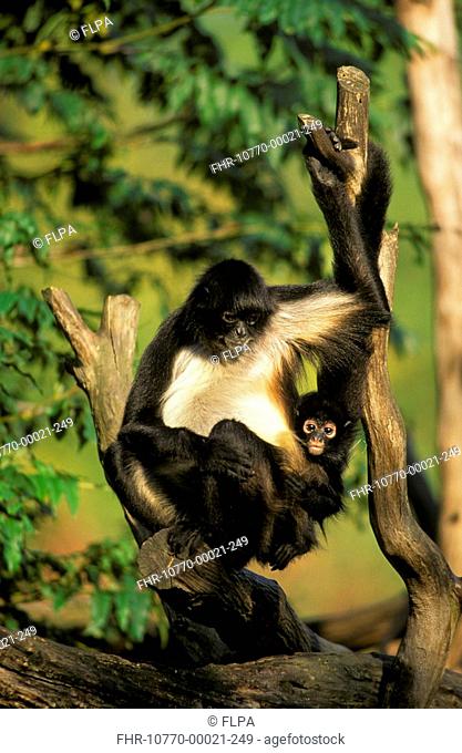 Geoffroy's Spider Monkey Ateles geoffroyi Sitting between branches with baby S