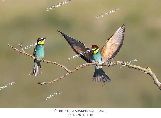 European bee-eater (Merops apiaster), to birds, one sitting on a branch, one in flight, Nickelsdorf, National Park Lake Neusiedl, Burgenland, Austria