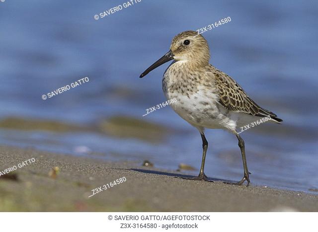 Dunlin (Calidris alpina), first winter individual standing on the shore