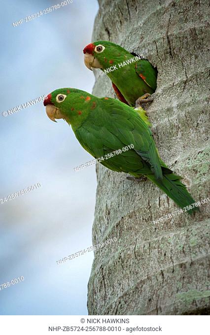 Crimson-fronted parakeets, Psittacara finschi, nesting in Costa Rica
