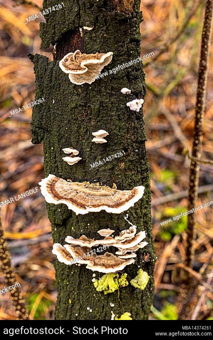 Tree fungus on dead tree, nature in detail, forest still life