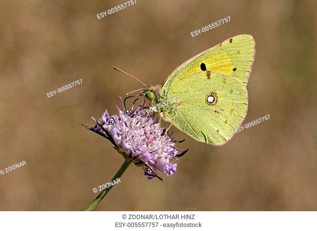 Colias crocea, Clouded Yellow on Scabious flower