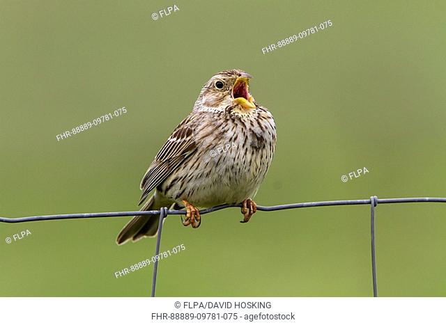 Corn Bunting singing on wire fence. - Spain Extremadura