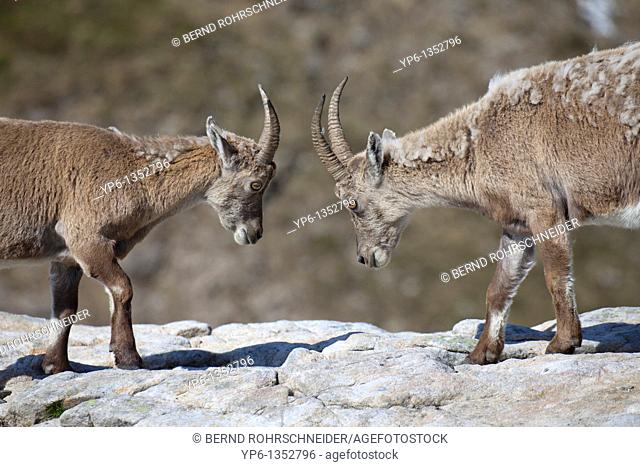 2 fighting Alpine Ibexes Capra ibex standing on rock, Niederhorn, Bernese Oberland, Switzerland