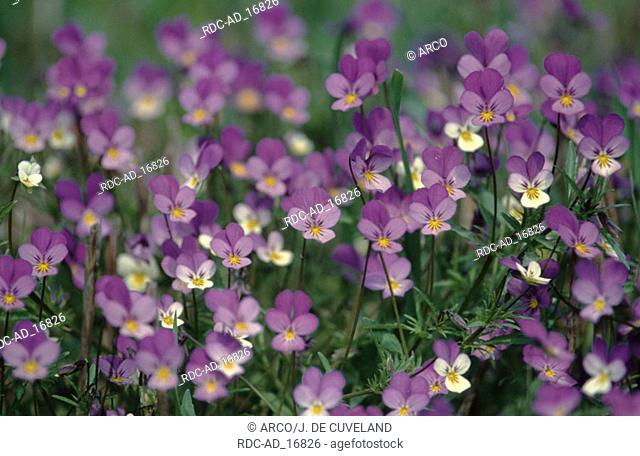 Wild Pansy Viola tricolor