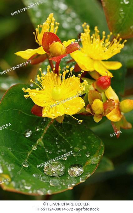 Tutsan Hypericum androsaemum close-up of flowers and leaves after rain, Powys, Wales