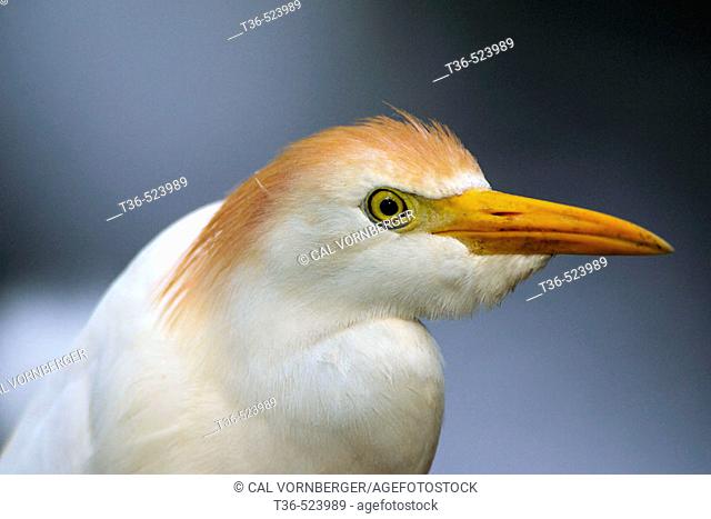 Close-up of a Cattle Egret ( Bubulcus ibis ) in breeding plumage. Originally from Africa, the cattle egret is now distributed among six different continents:...