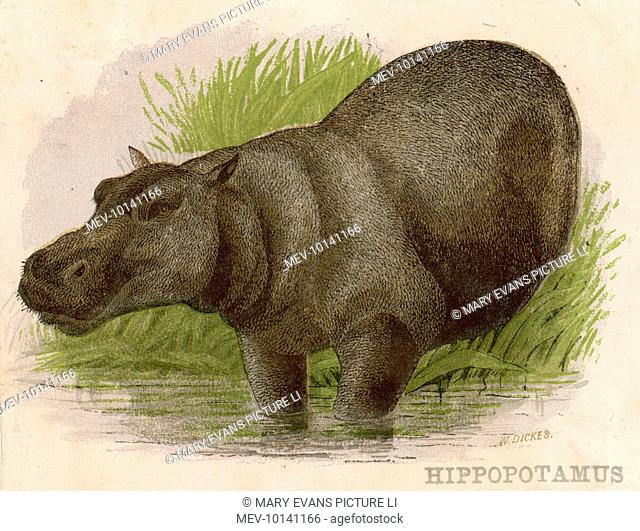 A hippopotamus with its front legs in the river and its back legs still on the bank