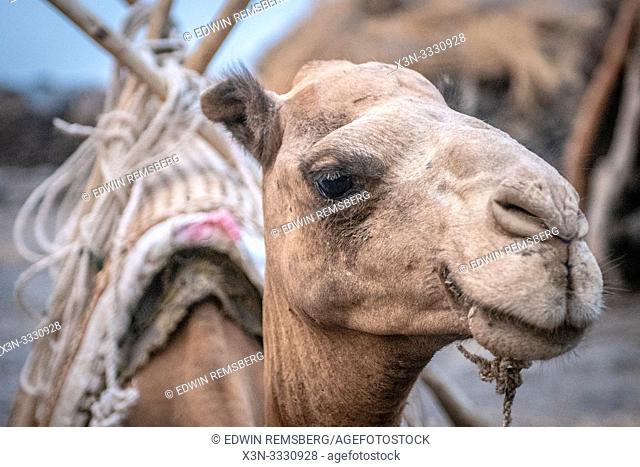 A camel for transporting supplies to camps at Erta Ale Volcano, a continuously active basaltic shield volcano and lava lake in the Afar Region of Ethiopia