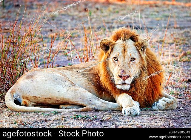 Loewe, maennlich, South Luangwa NP, Sambia, (Panthera leo) | lion, male, South Luangwa NP, Zambia, (Panthera leo)