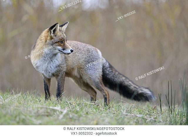 Red Fox ( Vulpes vulpes ) in winter fur, standing on grassland near some reeds, watching backwards, nice side view, wildlife, Europe