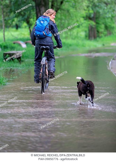 A cyclist and her pet dog travel along flooded bicycle track in Taubach, Germany, 27 May 2013. After continuous rainfall water levels keep rising in many rivers...