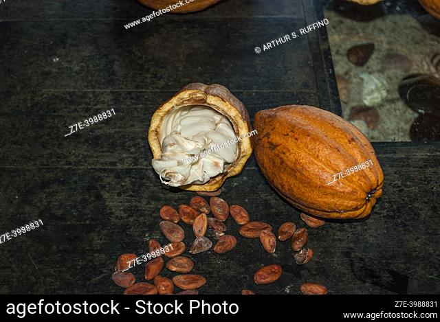 Cocoa beans (Theobroma cacao) display, Nosy Be, Madagascar