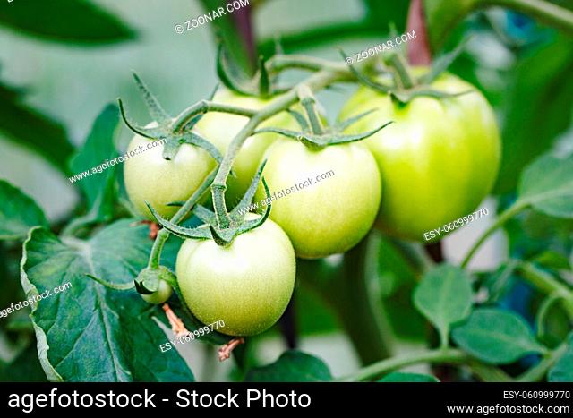 Ripe green tomatoes on a branch in a greenhouse